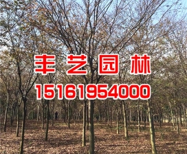 櫸樹